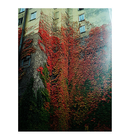 October Ultramax 400